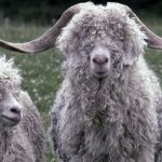 Río Negro | Venta a un precio récord de lana mohair
