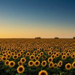 Girasol: crece el alto oleico de la mano de la genética