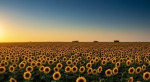 girasoles