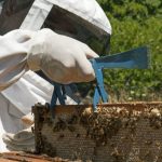 La importancia de la sanidad en los apiarios para evitar el ingreso y dispersión del PEC
