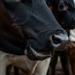 Fiebre aftosa: la estrategia de Uruguay y Brasil