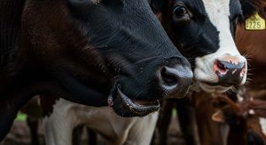 vaca_aftosa