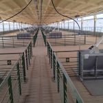 Se puso en marcha la mayor granja porcina del centro de Córdoba