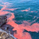 De la playa a la mesa: Claves para prevenir intoxicaciones por marea roja