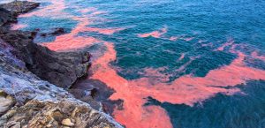 marea roja bloom de algas