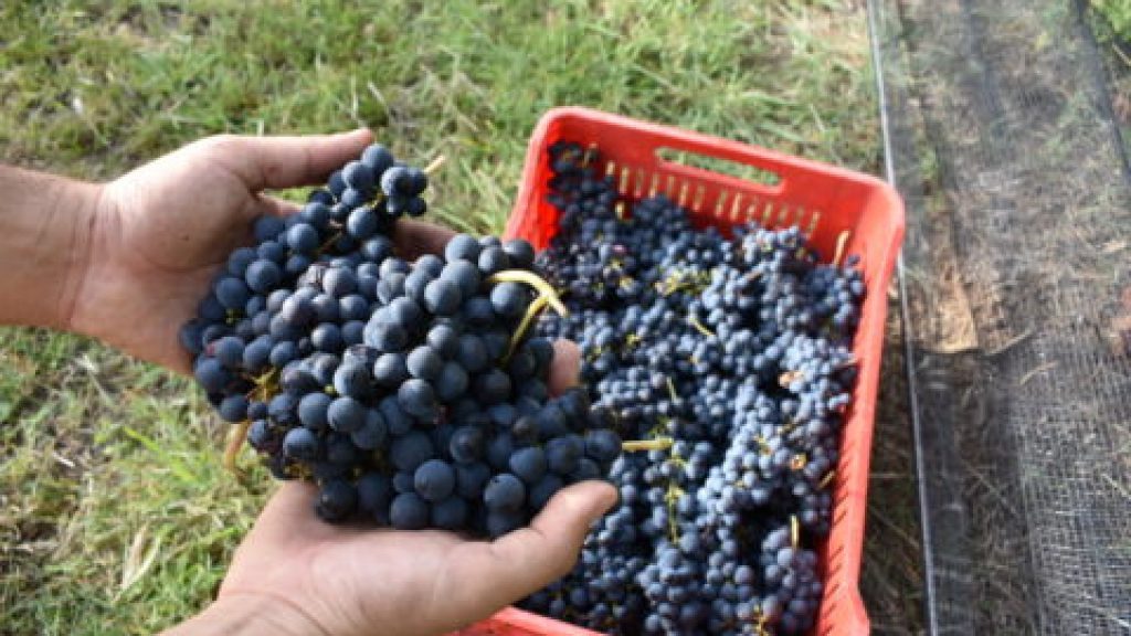 imgi_2_26-02-11_empaque_a_campo_e._rios