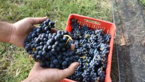 imgi_2_26-02-11_empaque_a_campo_e._rios