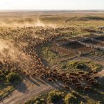 Estrategias para potenciar la cría bovina en la Cuenca del Salado