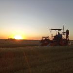 Trigo en agenda: genética y adaptación, ejes del nuevo escenario del cultivo