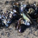 Recomendaciones para el consumo seguro de moluscos bivalvos y gasterópodos