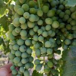 Récord en los viñedos: el avance técnico que logró un 19% más de rendimiento en el corazón de Mendoza