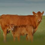 Limousin y Limflex volvieron a demostrar su liderazgo en el Concurso de Novillos y Block Test