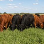 Genética del Este: más de 30 años seleccionando lo que el campo necesita