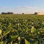 Radiografía de la soja en Argentina: La ruta comercial y financiera del oro verde