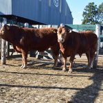Con 50 animales de 6 cabañas, Limousin realiza su 40° Exposición Nacional de Primavera en la a 79º Exposición de la Sociedad Rural de Jesús María