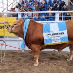Limousin Argentina juró sus mejores ejemplares en la 40° Exposición Nacional de Primavera, en la 79° Expo Rural de Jesús María, Córdoba