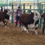 La calidad del Braford argentino reflejada en las juras de bozales