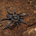 Taantula de España