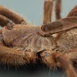Tarantula con cuerno