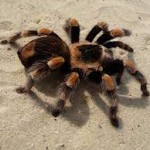 Tarantula de Africa