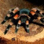 Tarantula del Asia