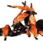 Tarantula en el baile de la muerte