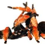 Tarantula en el baile de la muerte