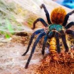 Tarantulade Suramerica